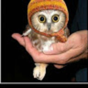 Meet your Posher, Zelda